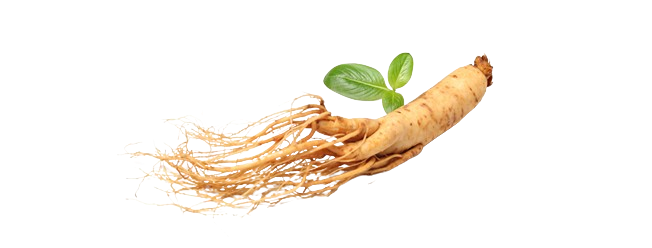 ginseng used in acne treatment with RIBESKIN Dr MAL