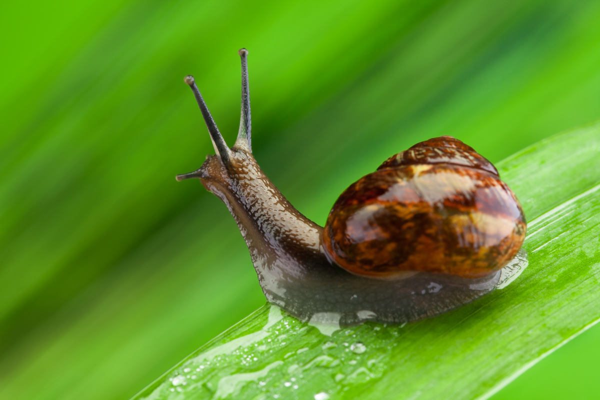snail secretion filtrate used in anti-aging creams